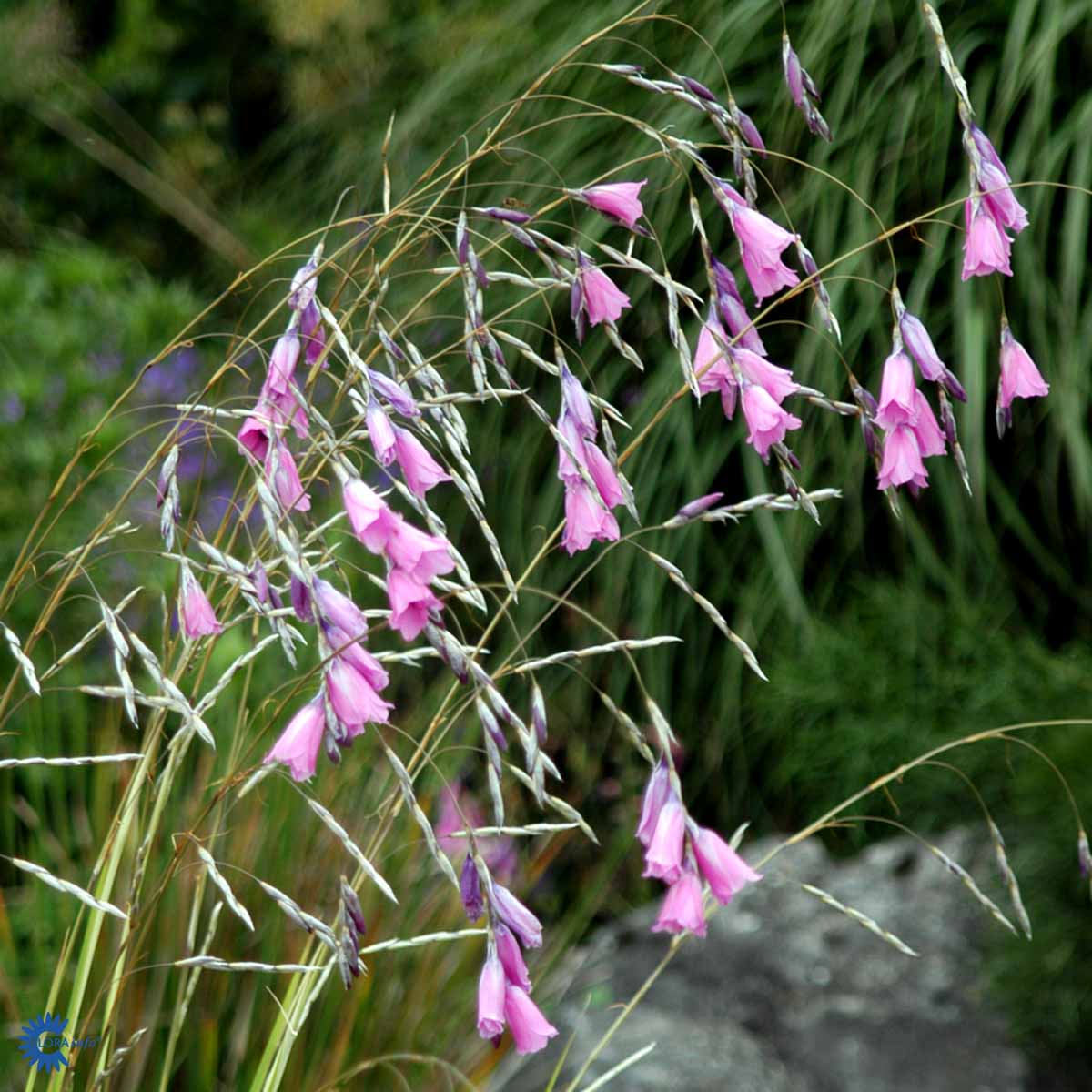 Bilde av Dierama pulcherrimum-Spanne Plantesalg