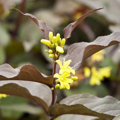 Bilde av Diervilla splendens Diva ('El Madrigal')-Spanne Plantesalg