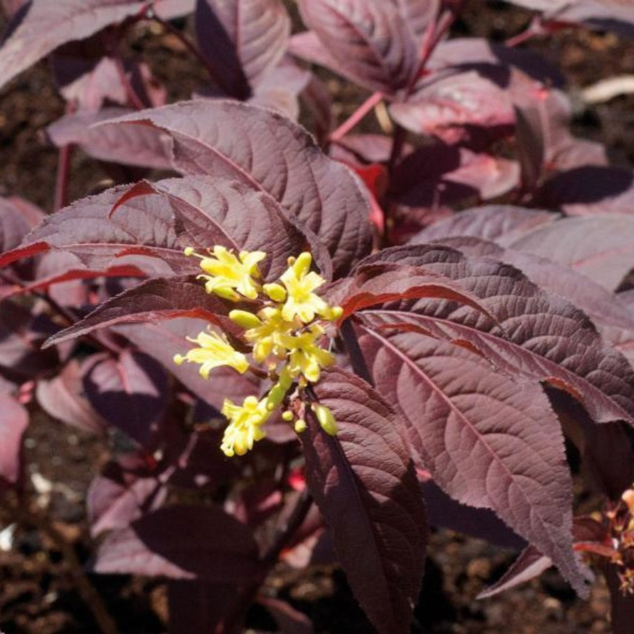 Bilde av Diervilla splendens Diva ('El Madrigal')-Spanne Plantesalg