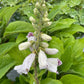 Bilde av Digitalis p. 'Pams Choice'-Spanne Plantesalg