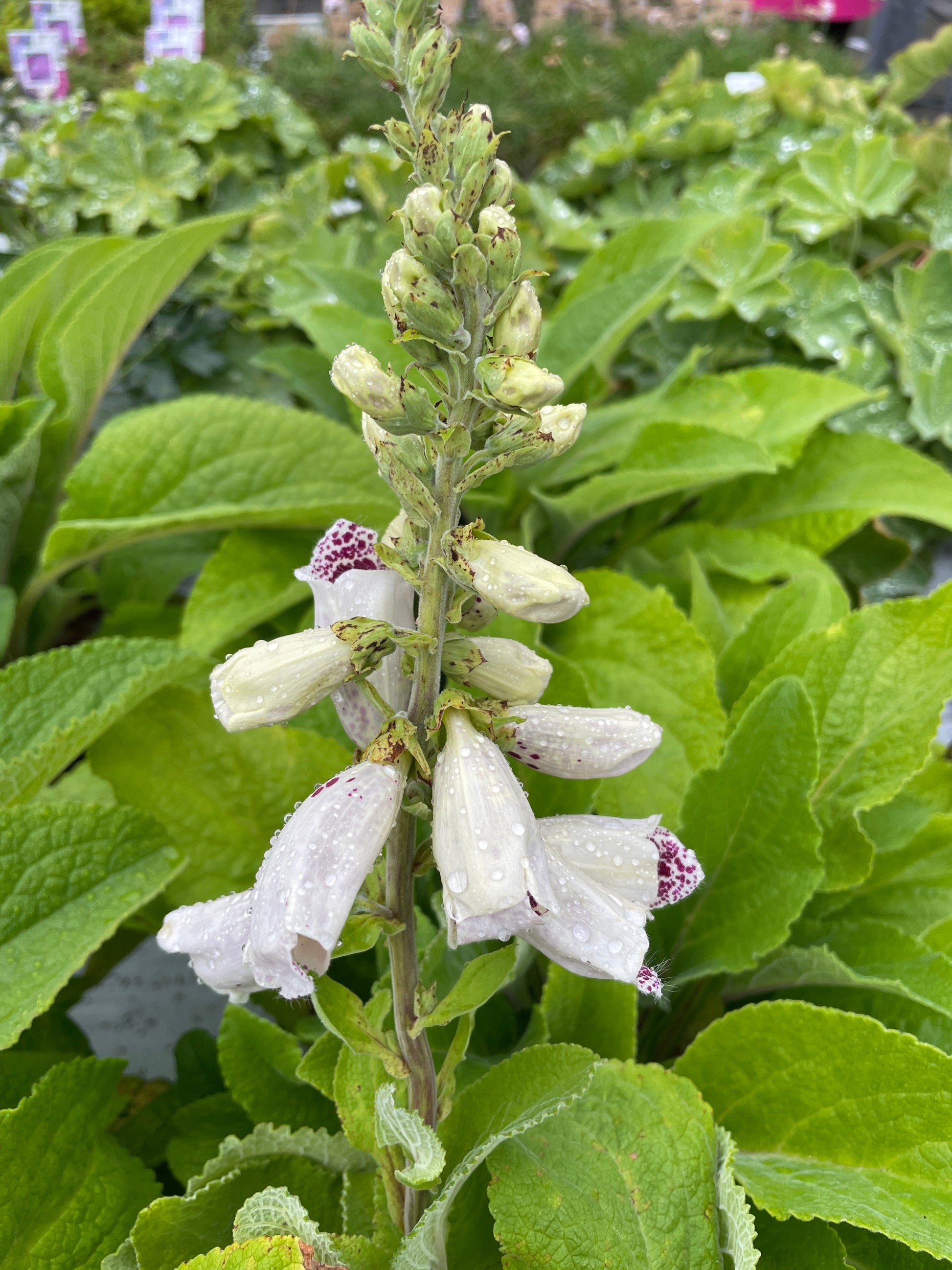 Bilde av Digitalis p. 'Pams Choice'-Spanne Plantesalg