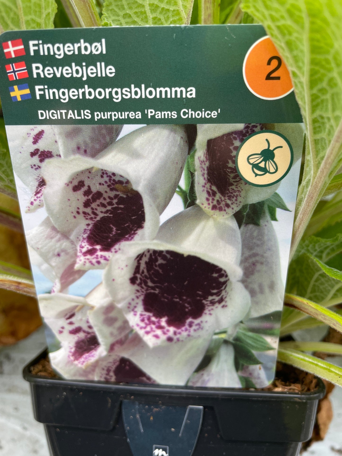 Bilde av Digitalis p. 'Pams Choice'-Spanne Plantesalg