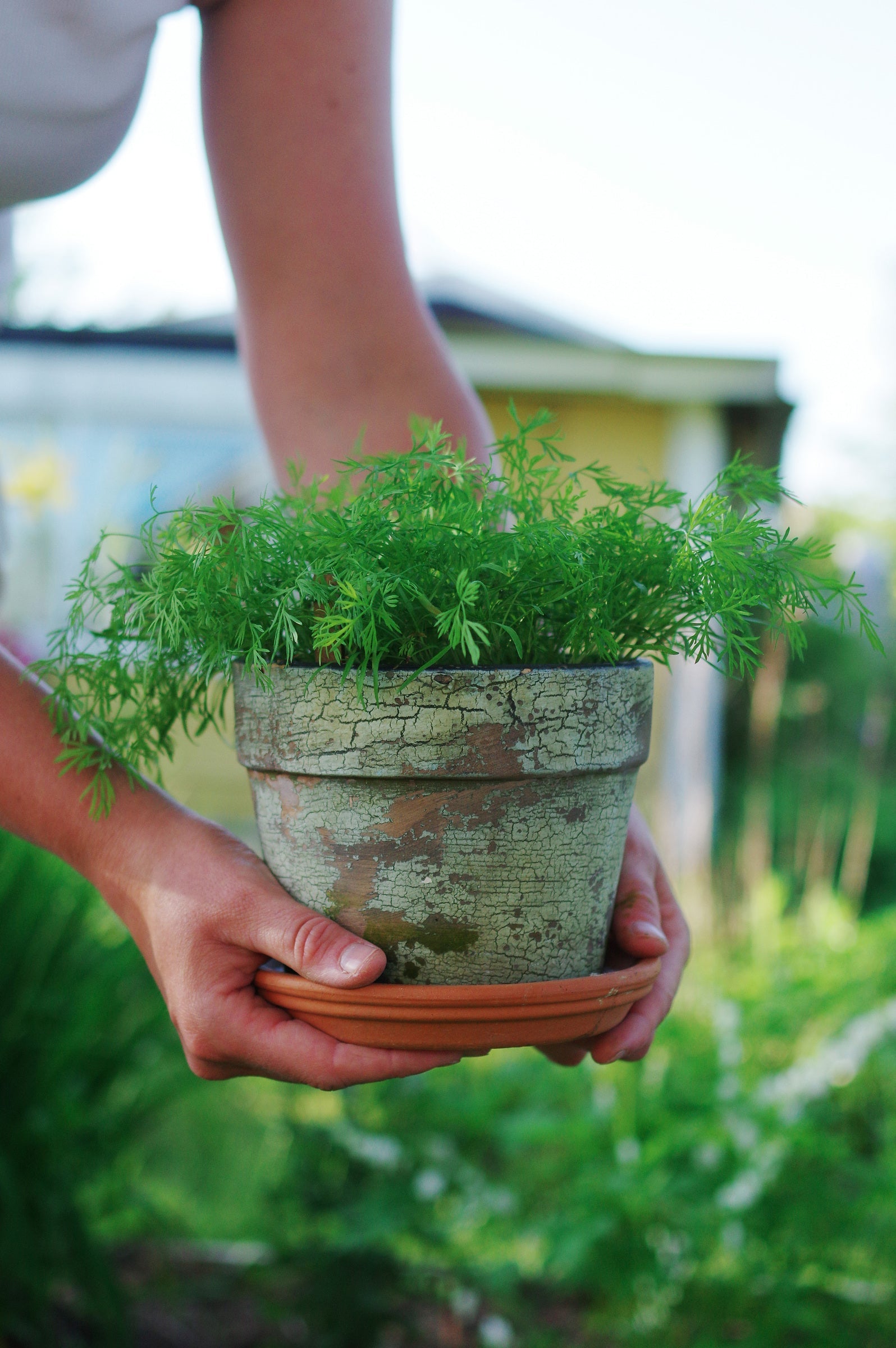 Bilde av Dill, Blad-, Teddy-Spanne Plantesalg