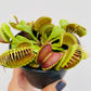 Bilde av Dionaea muscipula 8 cm potte-Spanne Plantesalg