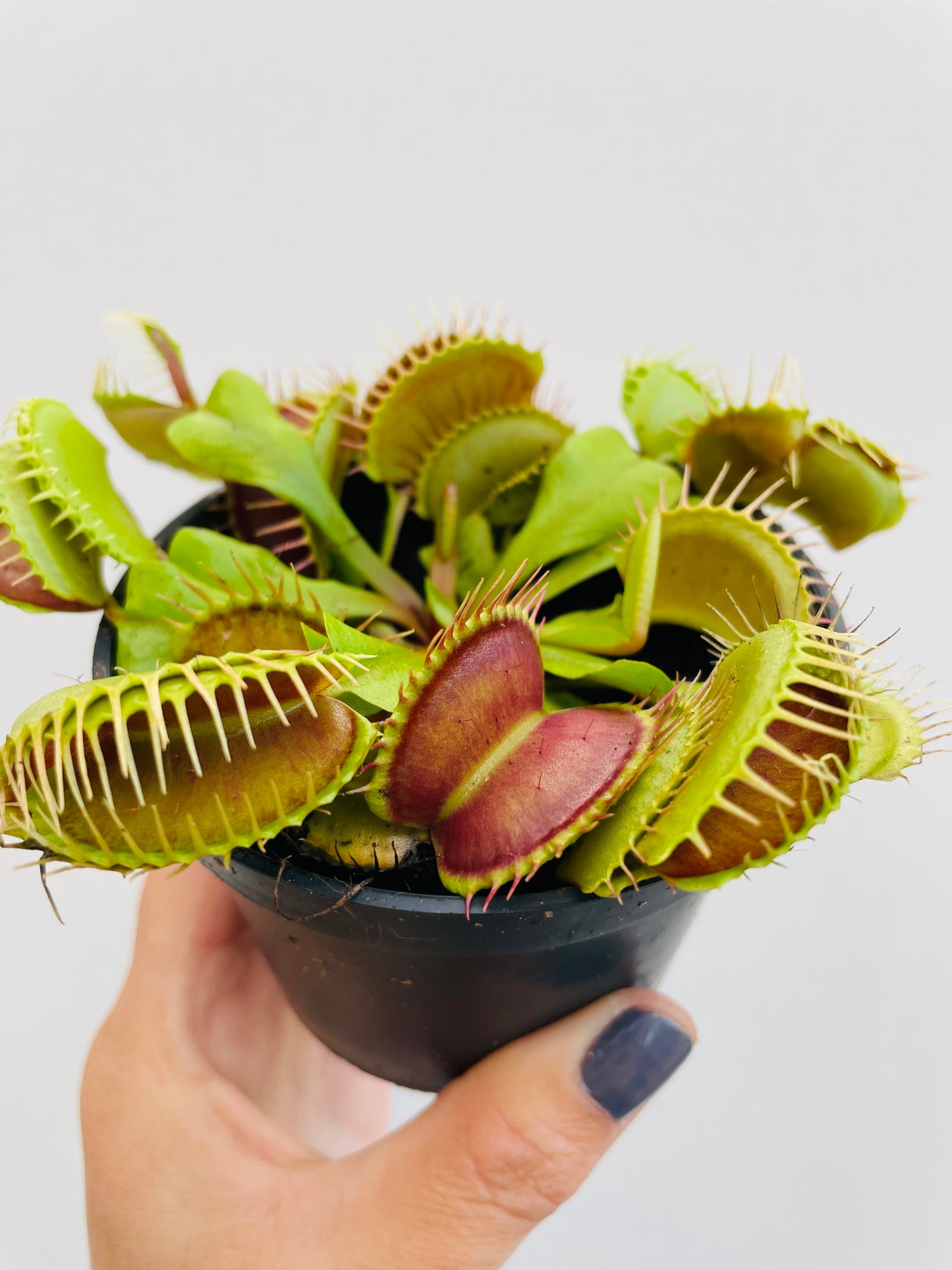 Bilde av Dionaea muscipula 8 cm potte-Spanne Plantesalg
