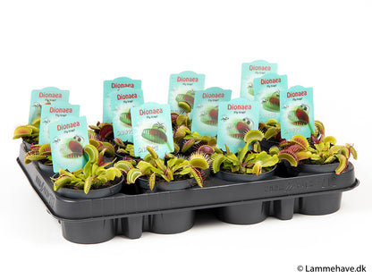 Bilde av DIONAEA MUSCIPULA-Spanne Plantesalg