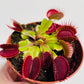 Dionaea muscipula ‘Flexx’