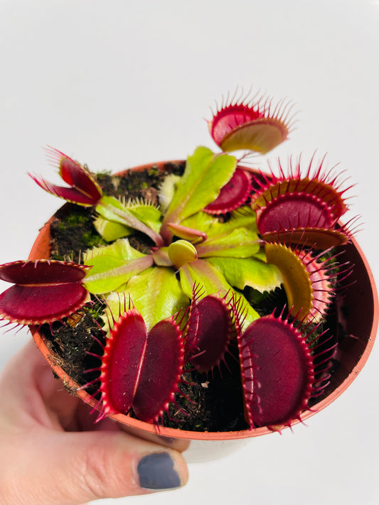 Bilde av Dionaea muscipula ‘Flexx’-Spanne Plantesalg