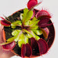 Dionaea muscipula ‘Flexx’