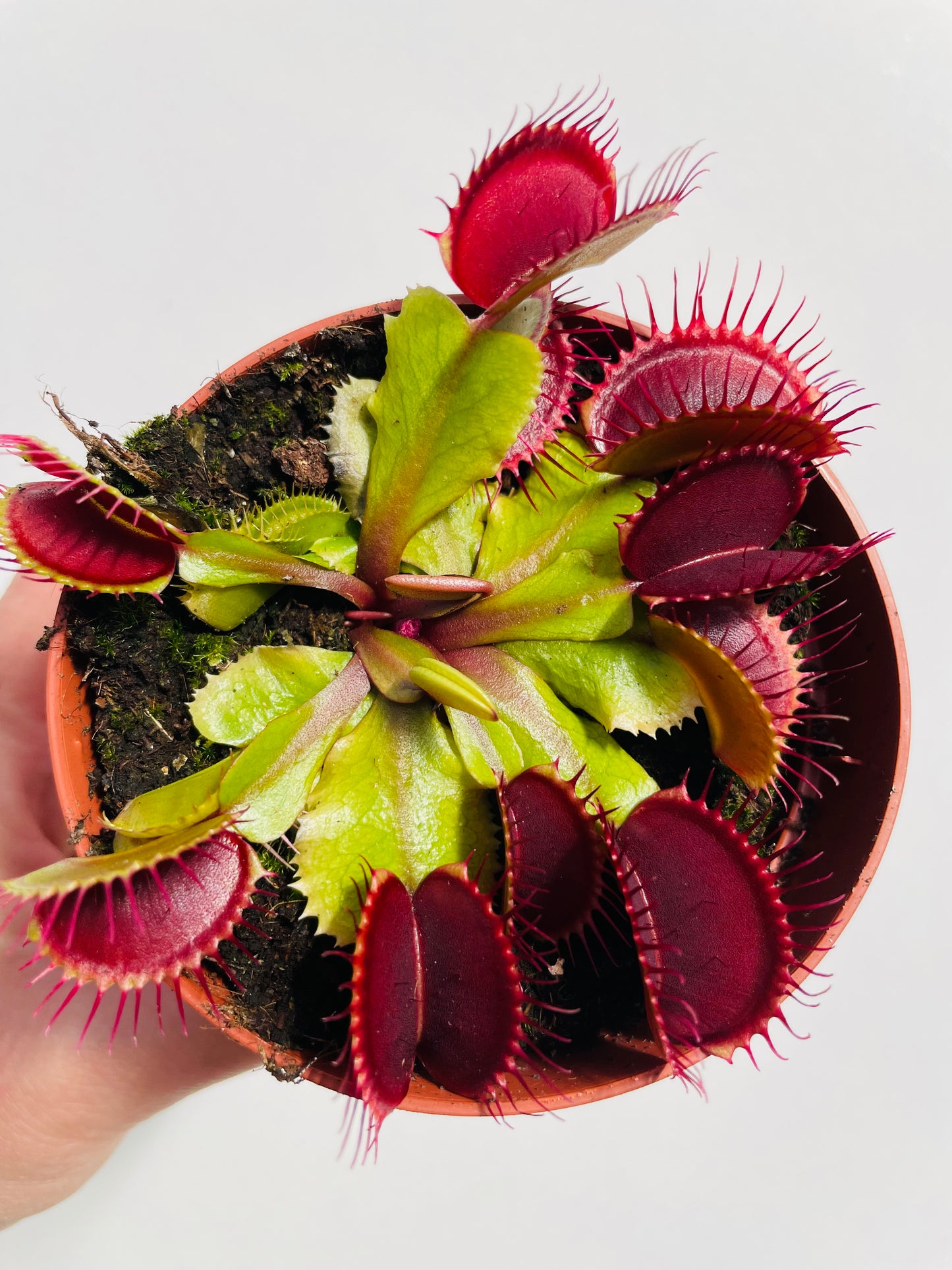 Dionaea muscipula ‘Flexx’