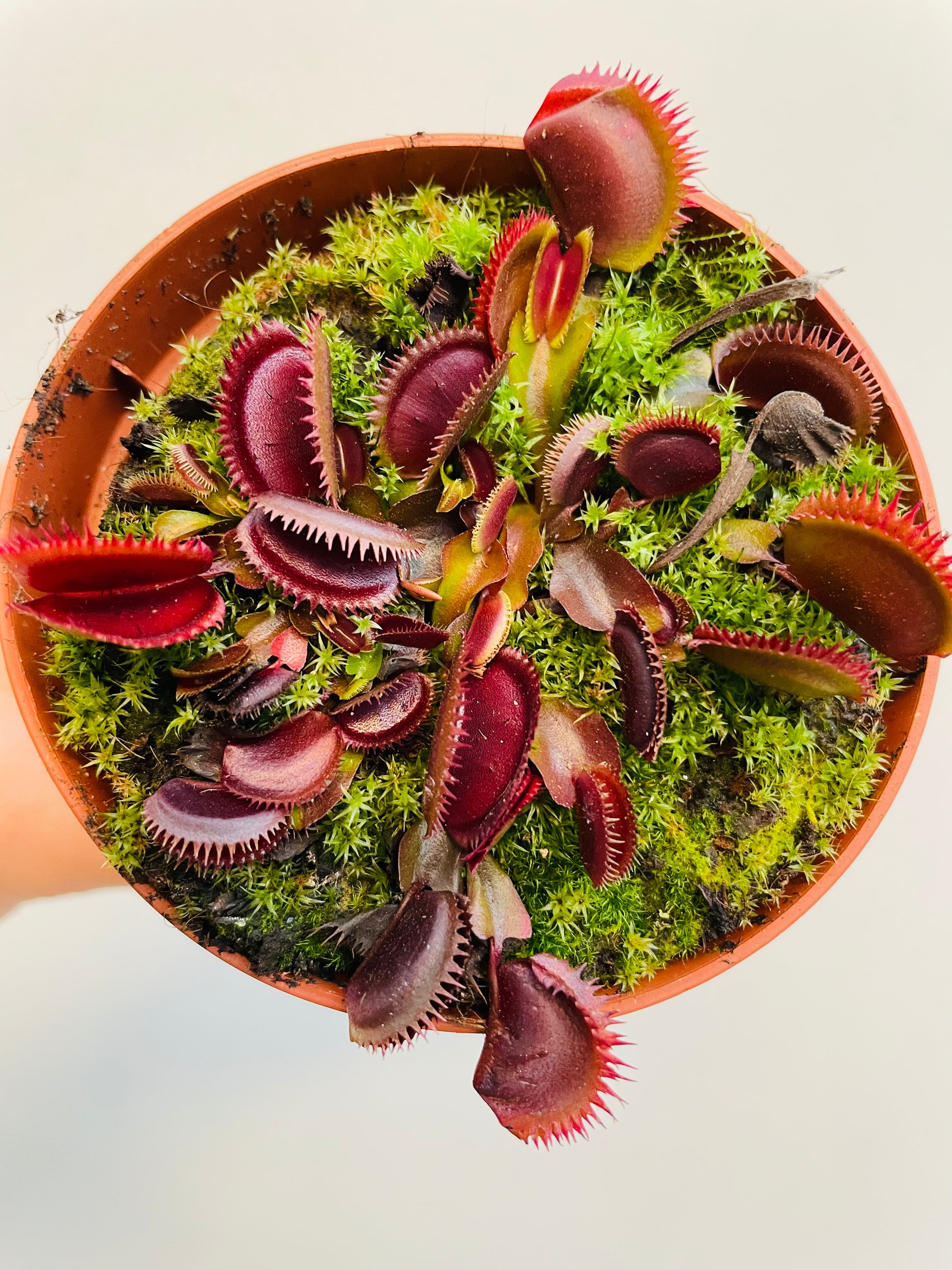 Bilde av Dionaea muscipula ‘Red Dragon’-Spanne Plantesalg