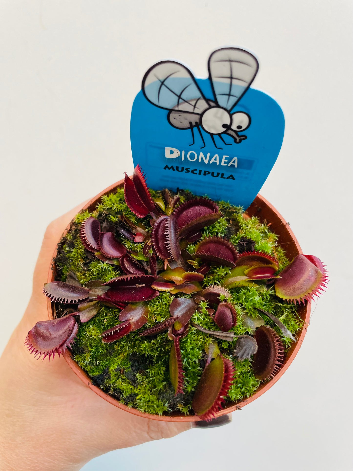 Bilde av Dionaea muscipula ‘Red Dragon’-Spanne Plantesalg
