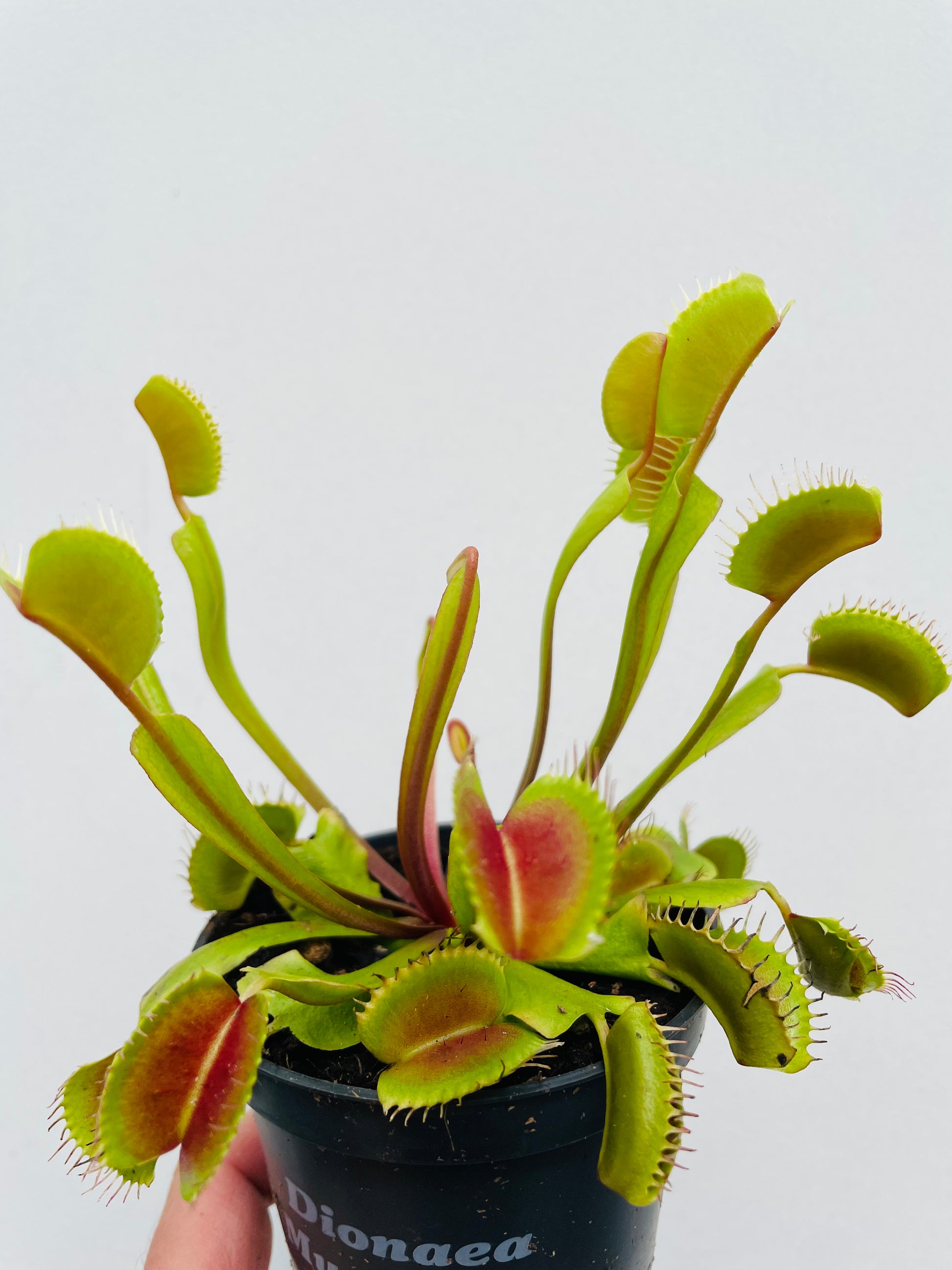 Bilde av Dionaea muscipula ‘Upright’-Spanne Plantesalg