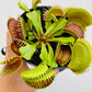 Bilde av Dionaea muscipula 8 cm potte-Spanne Plantesalg