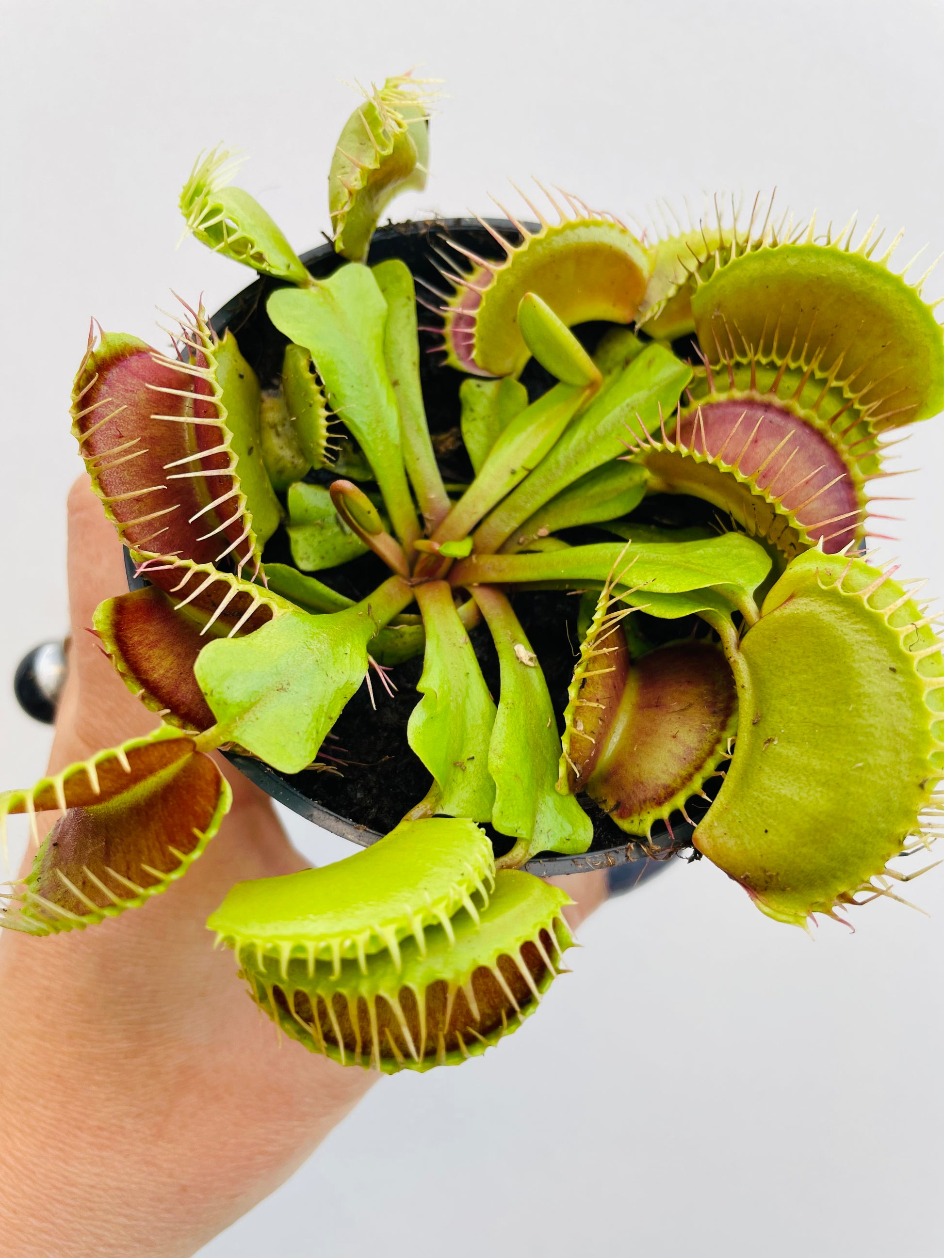 Bilde av Dionaea muscipula 8 cm potte-Spanne Plantesalg