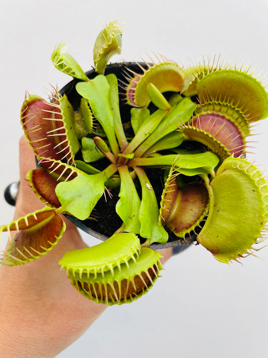 Bilde av Dionaea muscipula 8 cm potte-Spanne Plantesalg