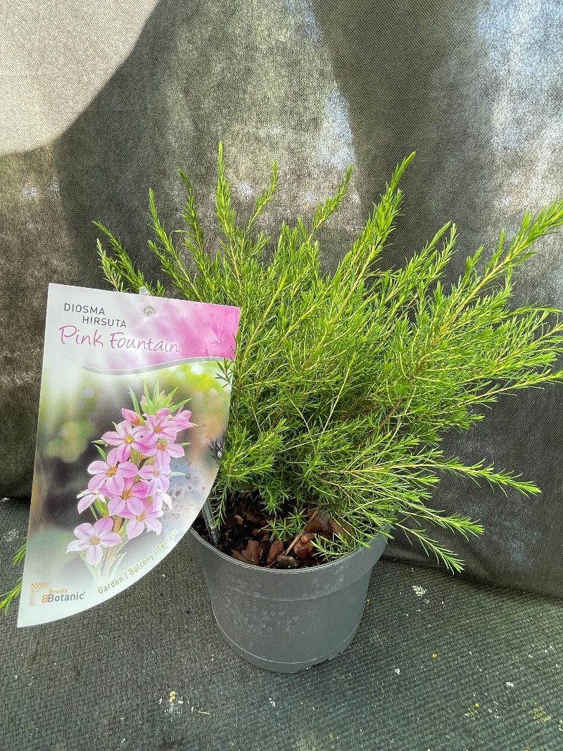 Bilde av Diosma hirsuta 'Pink Fountain'-Spanne Plantesalg