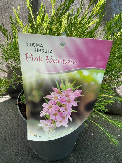 Bilde av Diosma hirsuta 'Pink Fountain'-Spanne Plantesalg