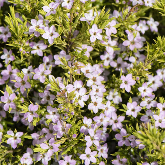 Bilde av Diosma hirsuta 'Sunset Gold'-Spanne Plantesalg