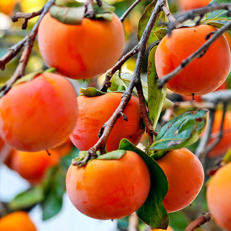 Bilde av Diospyros kaki Vaniglia-Spanne Plantesalg