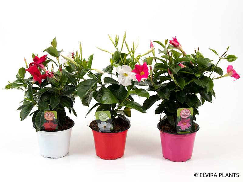 Bilde av DIPLADENIA-Spanne Plantesalg