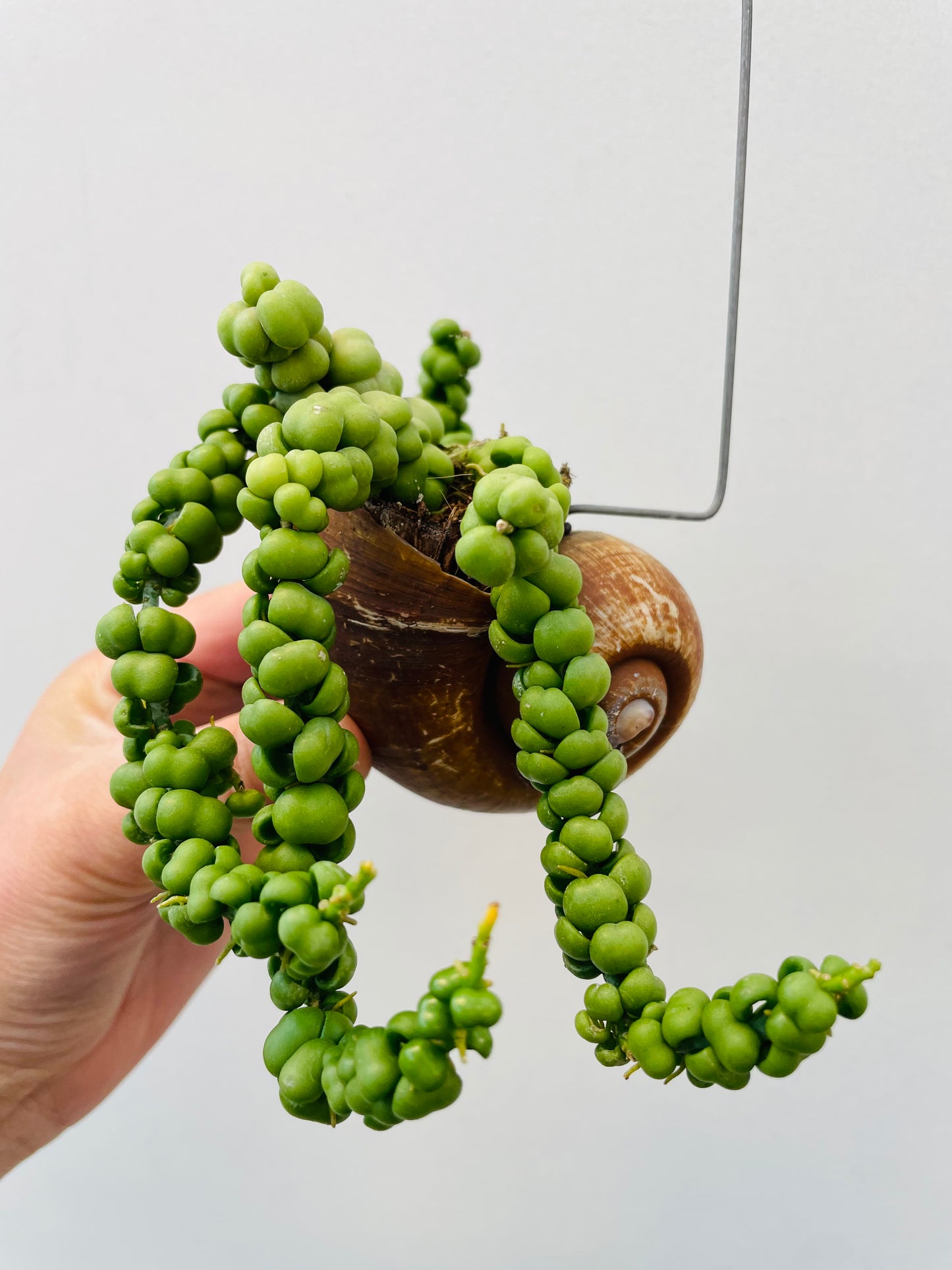 Dischidia nummularia