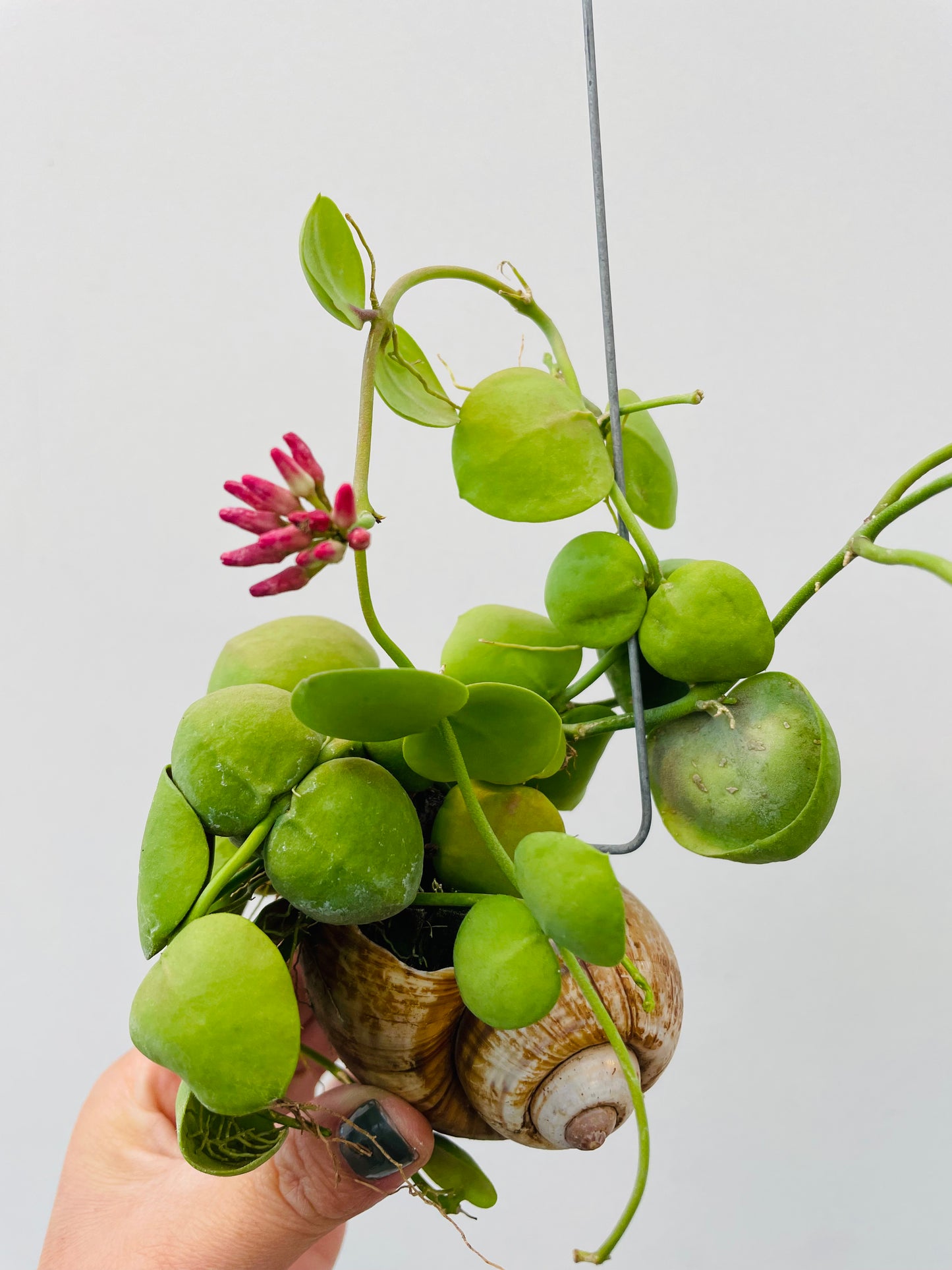 Dischidia pectinoides