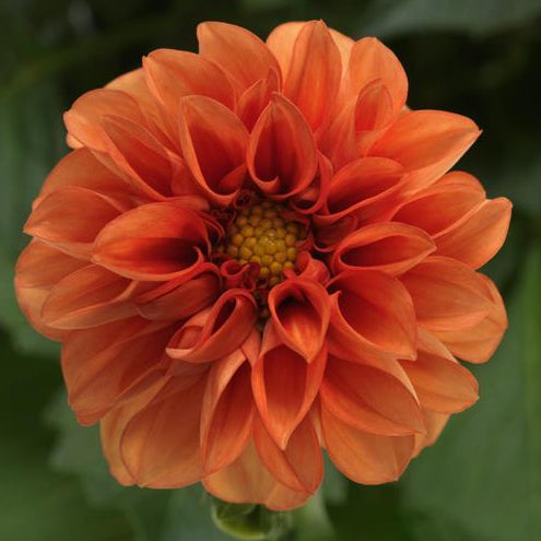 Bilde av Dahlia coc. Dahlietta Rachel , 2 For 79,90-Spanne Plantesalg