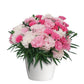 Bilde av Dianthus I LOVE U, 2 For 79,90-Spanne Plantesalg