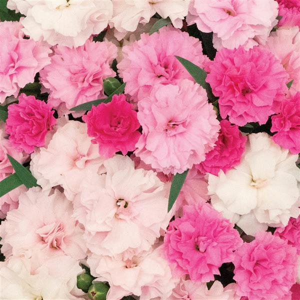 Bilde av Dianthus I LOVE U, 2 For 79,90-Spanne Plantesalg