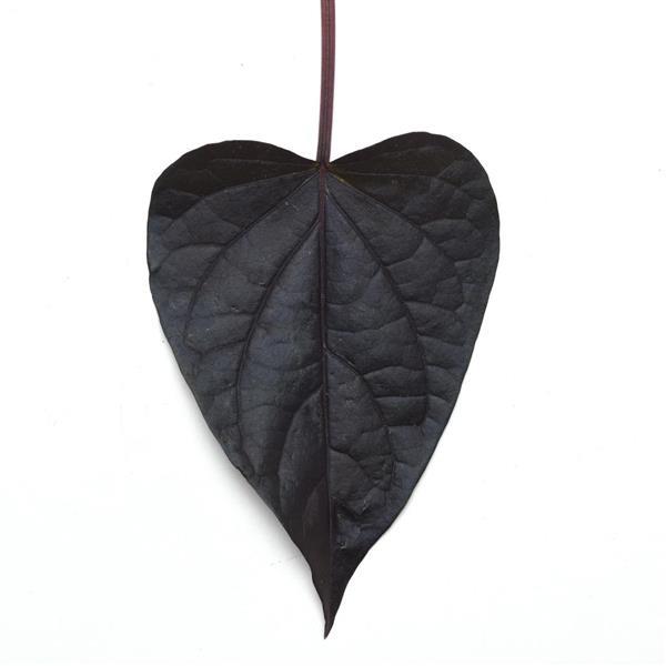 Bilde av Ipomoea Black Heart, 2 For 79,90-Spanne Plantesalg