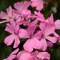 Bilde av Pelargonium Marcada Pink, 2 For 99,90-Spanne Plantesalg