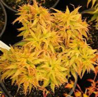 Bilde av Acer palmatum 'Crispin Silva Mikawa Yatsubusa'-Spanne Plantesalg