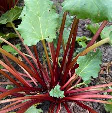 Bilde av RABAEBRA Everbarber® 'CROPSTAR'®-Spanne Plantesalg