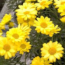 Bilde av Argyranthemum Percussion® Classic Yellow, 2 For 79,90-Spanne Plantesalg