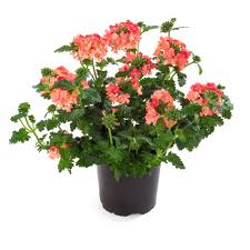 Bilde av Verbena Lanai® Peach, 2 For 79,90-Spanne Plantesalg