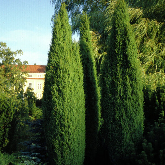 Bilde av Juniperus comm. Oskeladden-Spanne Plantesalg