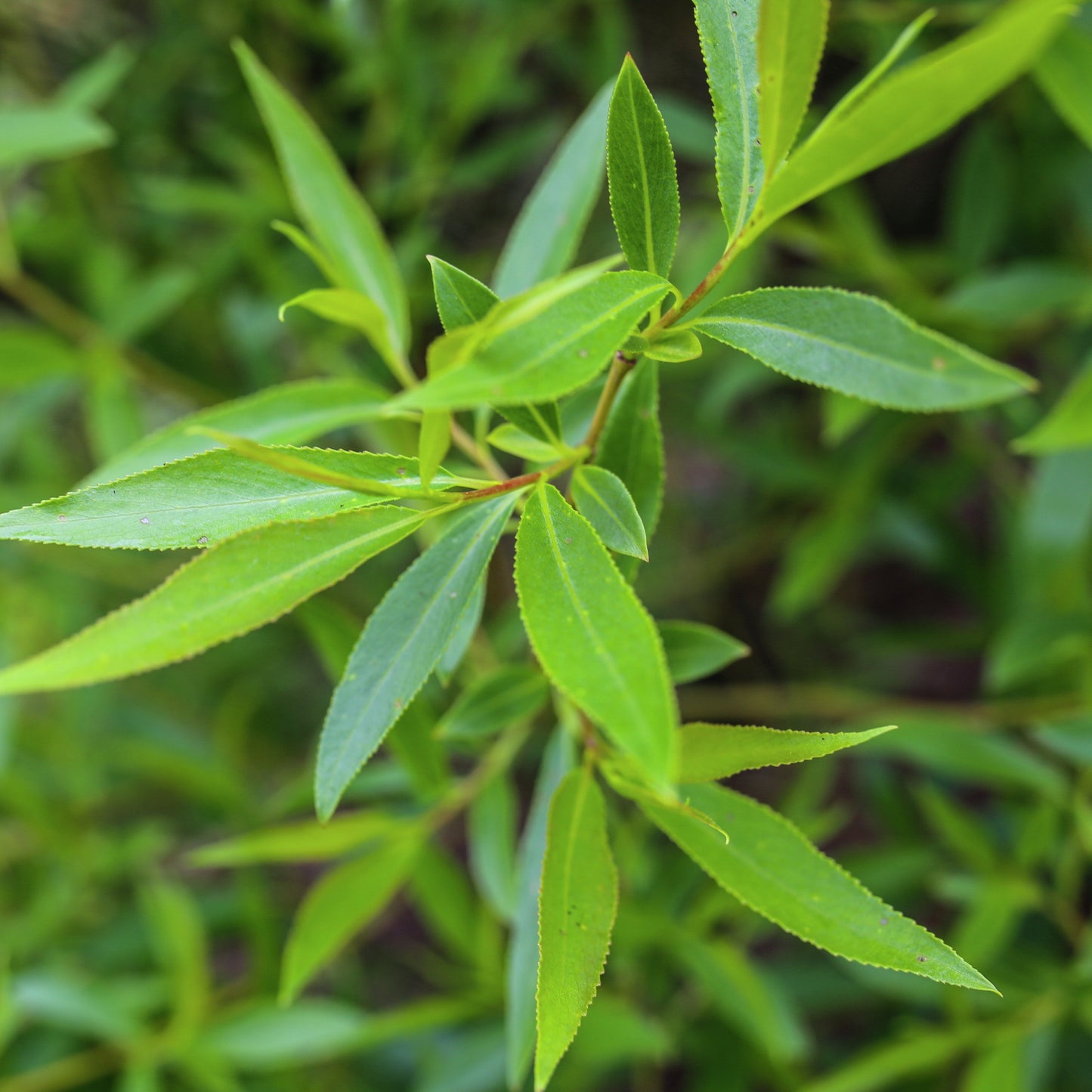 Bilde av Salix euxina 'Bullata' TRYGVE®-Spanne Plantesalg