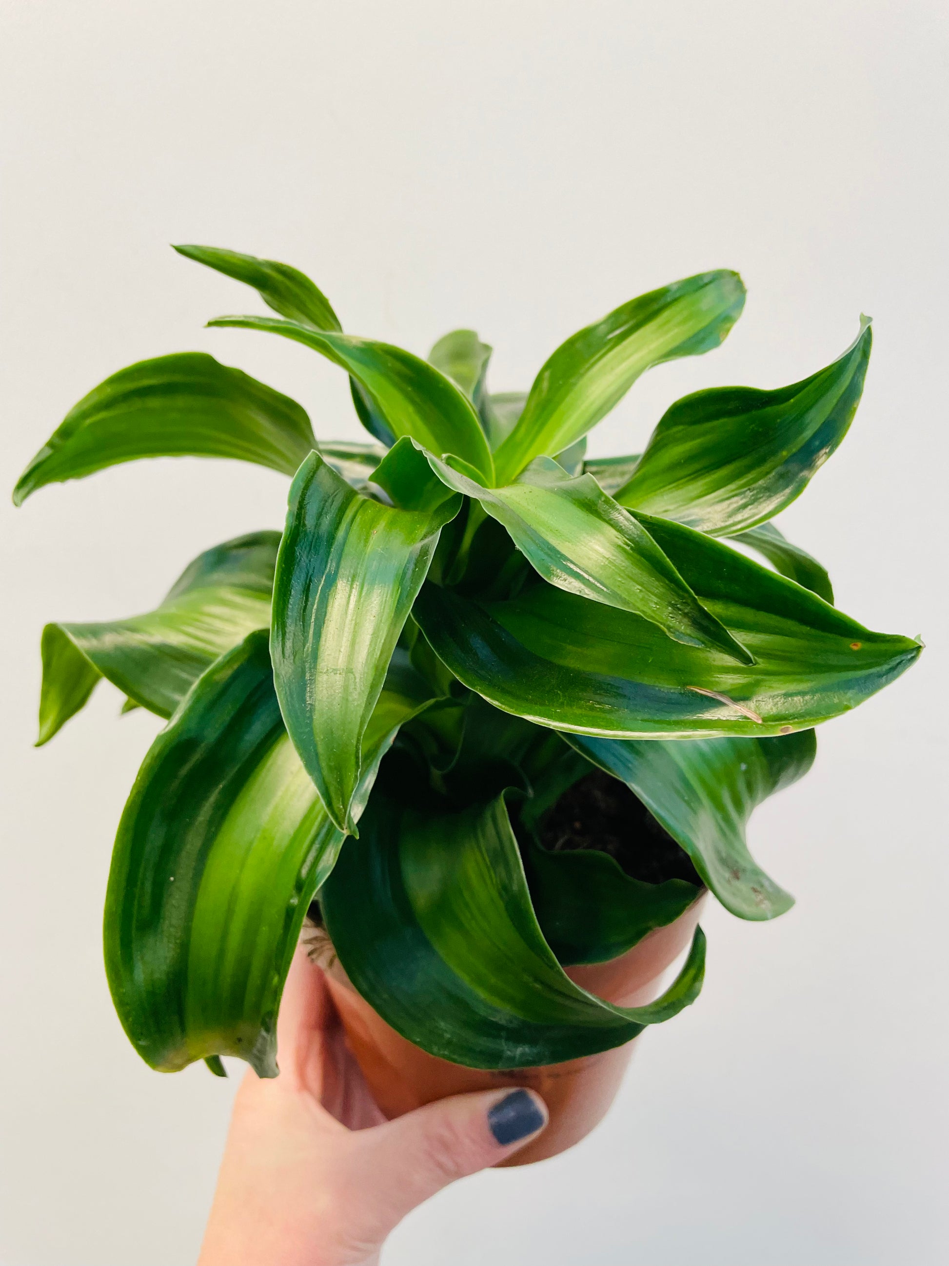 Bilde av Dracaena ‘Black Kanzi’-Spanne Plantesalg