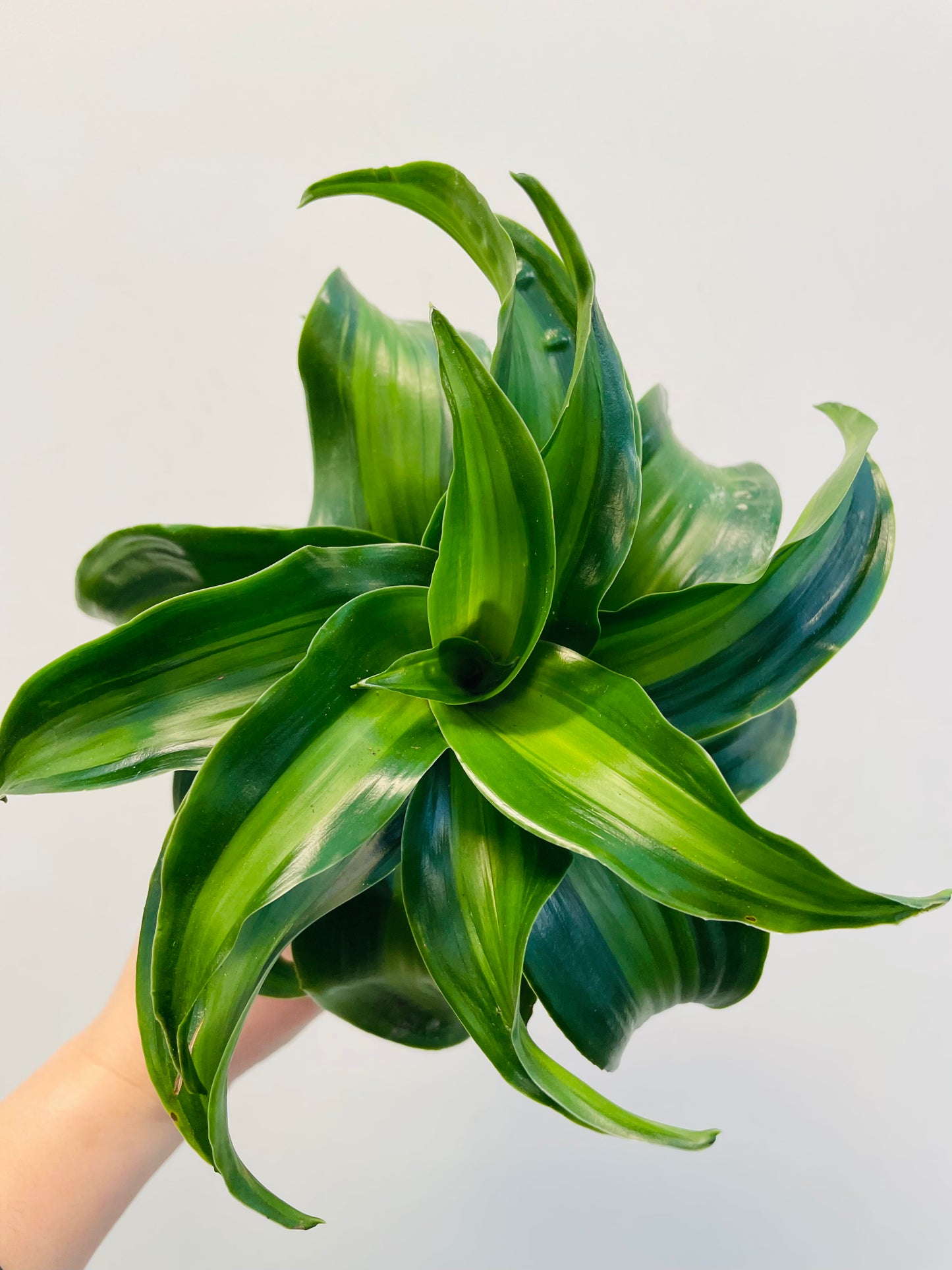 dracaena kanzi Dracaena 'Black Kanzi' – Spanne Plantesalg