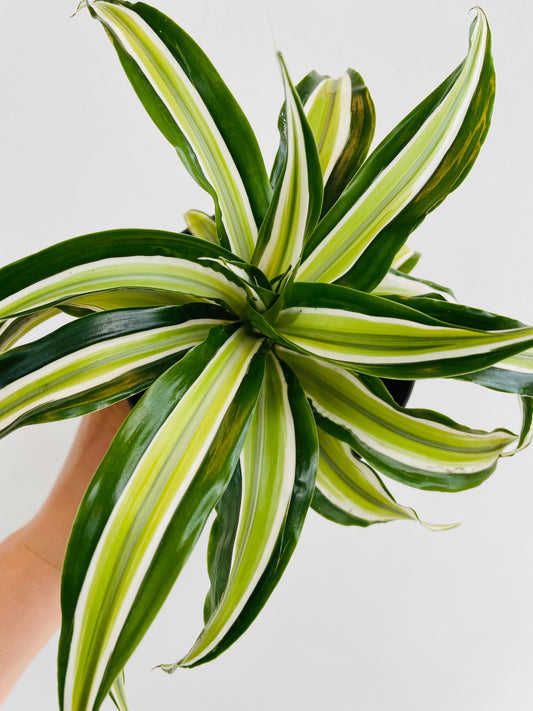 Bilde av Dracaena ‘Malaika’-Spanne Plantesalg
