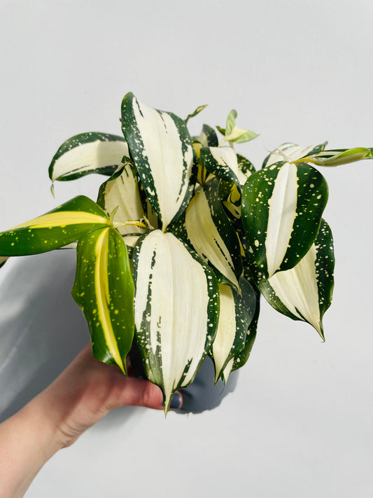 Bilde av Dracaena ‘Milky Way’-Spanne Plantesalg