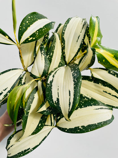 Bilde av Dracaena ‘Milky Way’-Spanne Plantesalg