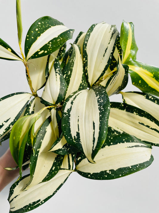 Bilde av Dracaena ‘Milky Way’-Spanne Plantesalg