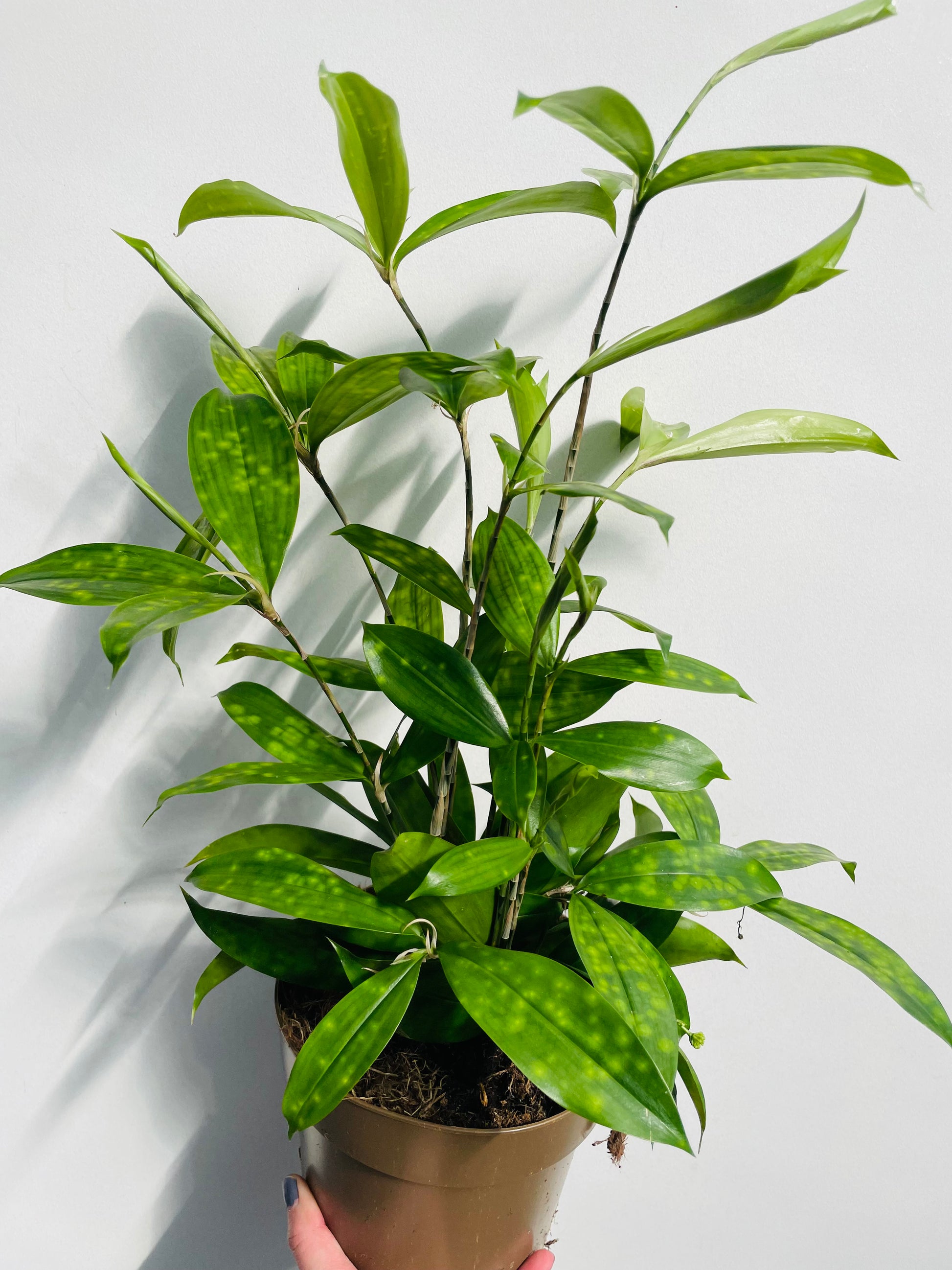 Bilde av Dracaena surculosa-Spanne Plantesalg