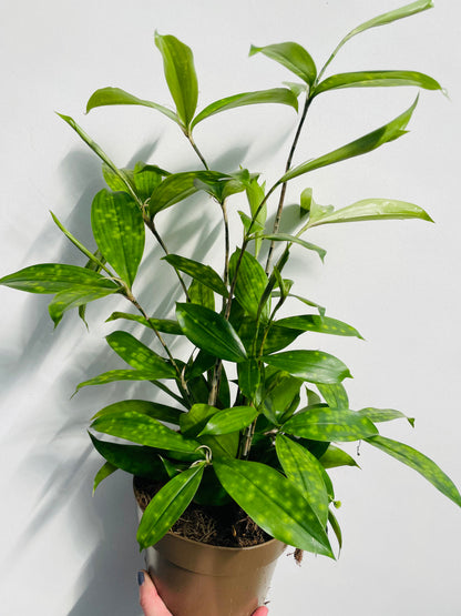 Bilde av Dracaena surculosa-Spanne Plantesalg