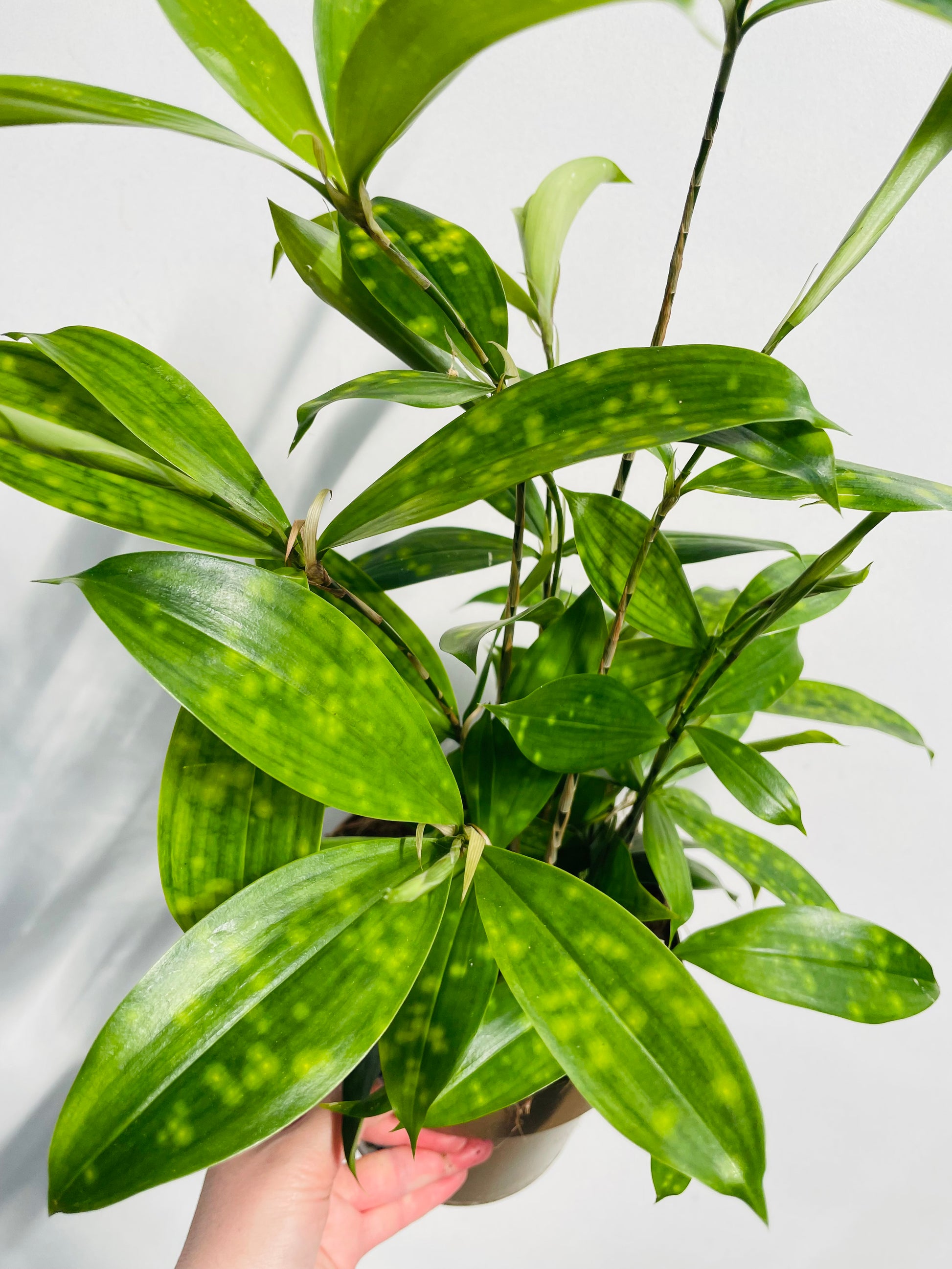 Bilde av Dracaena surculosa-Spanne Plantesalg