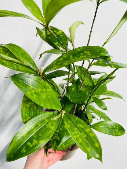 Bilde av Dracaena surculosa-Spanne Plantesalg