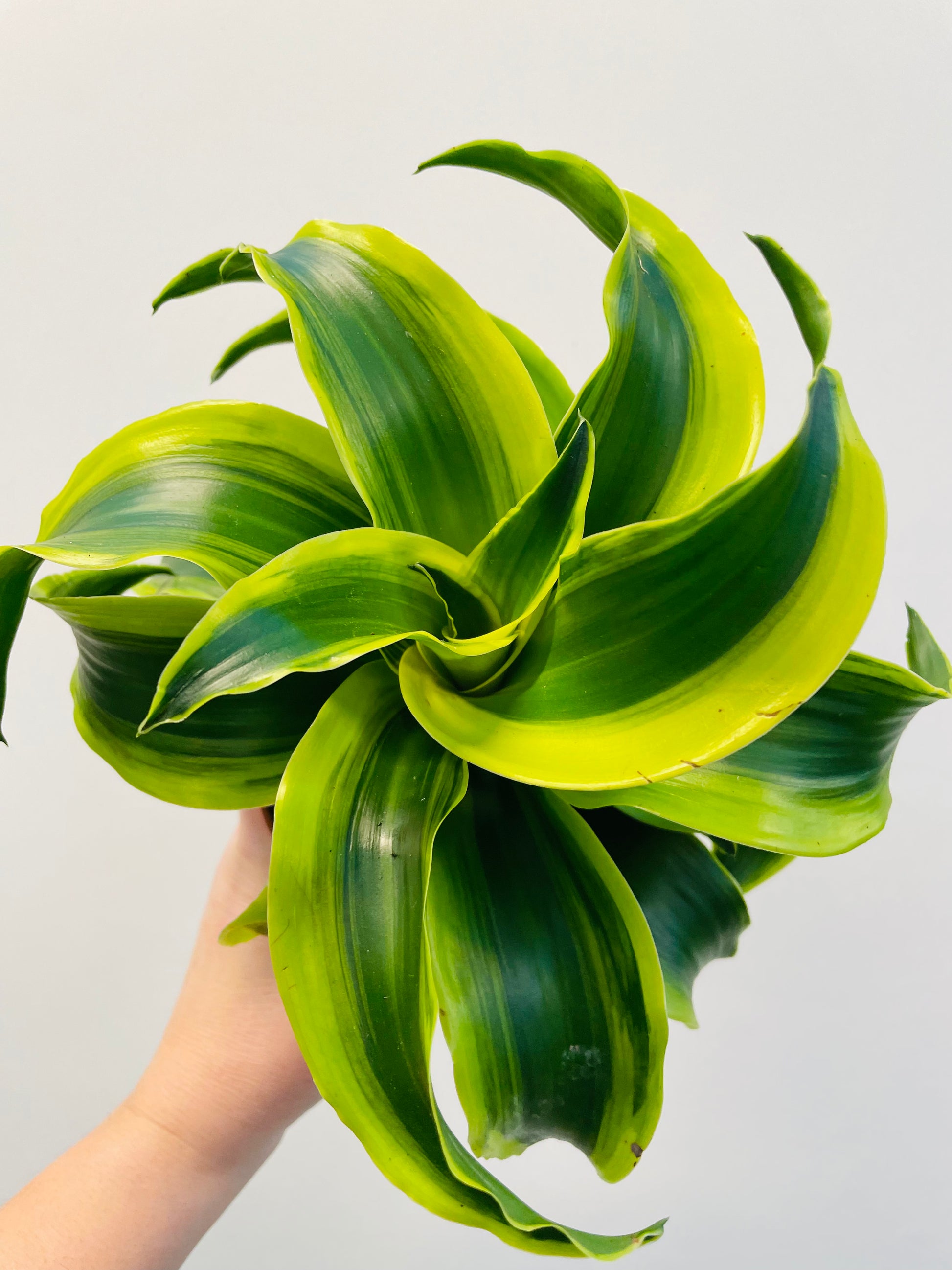 Bilde av Dracaena ‘Tornado’-Spanne Plantesalg