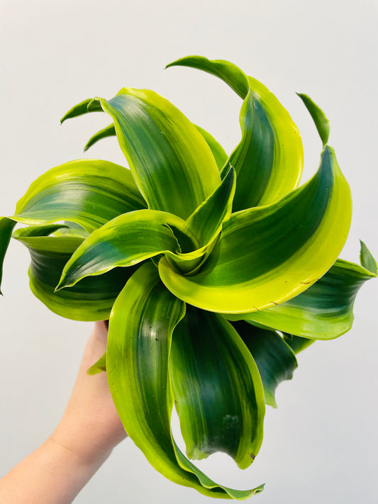 Bilde av Dracaena ‘Tornado’-Spanne Plantesalg